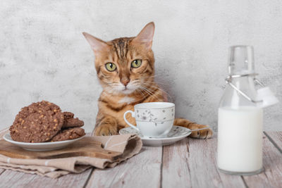 Funny kitty with a mug of milk and oatmeal cookies for breakfast.
