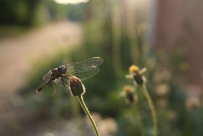 Close-up of damselfly on plant