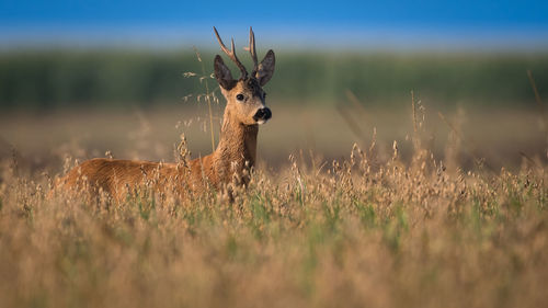 Portrait of deer on field