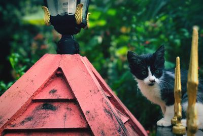 Close-up of cat