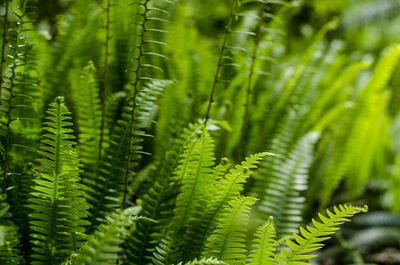 Full frame shot of palm leaves