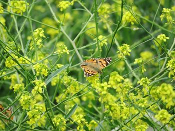 Butterfly on leaf