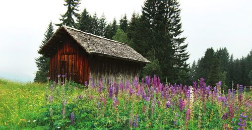 View of wooden house on field