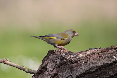 Bird perching on a tree