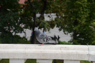 Pigeon perching on railing