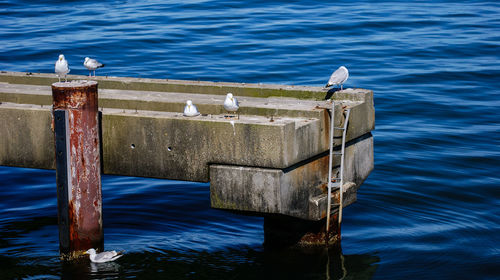 Seagulls perching on built structure in sea