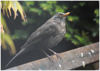 Close-up of bird perching on wood