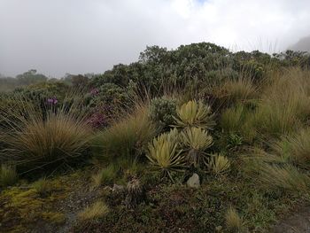 Close-up of wet plants against sky