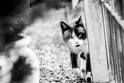 Close-up portrait of kitten