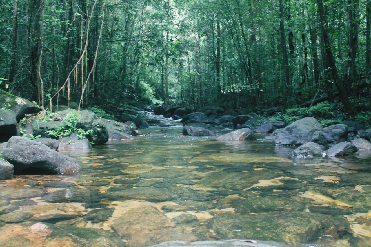 water, forest, tree, stream, rock - object, tranquility, nature, tranquil scene, beauty in nature, scenics, river, flowing water, flowing, growth, non-urban scene, stone - object, day, rock, stone, idyllic