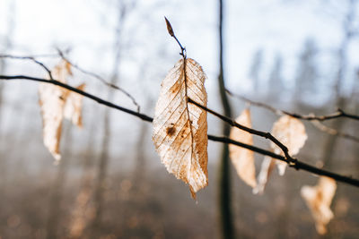 Close-up of dry leaves on plant during winter