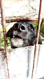 Close-up of dog on tree