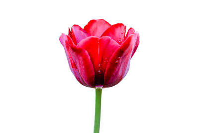 Close-up of red rose against white background