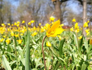 Close-up of yellow flowering plant on field