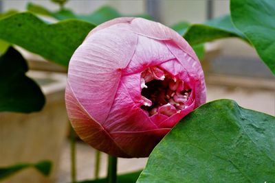 Close-up of butterfly on pink flower blooming outdoors