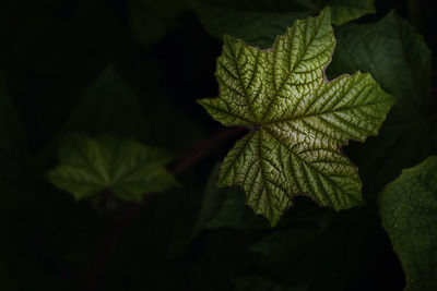 Close-up of leaves