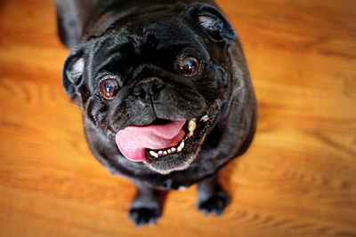 Close-up portrait of dog