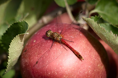 Close-up of dragonfly on fruit