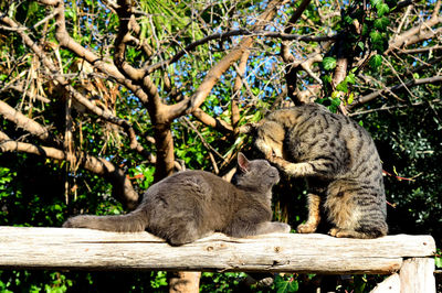 Cat sitting on wood against trees