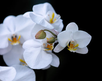 Close-up of white orchids against black background