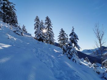 Snow covered pine trees against blue sky