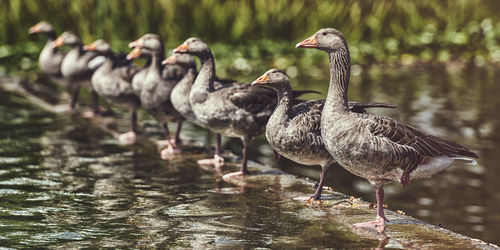 Greylag geese standing on lake