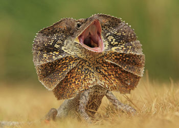 View of frilled lizard with mouth open