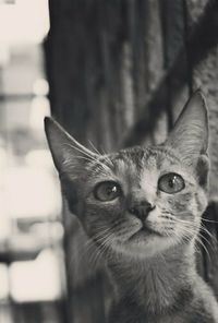 Close-up portrait of cat