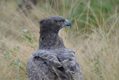 Close-up of eagle perching on field