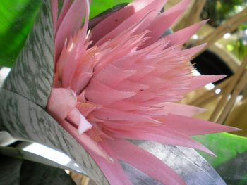 Close-up of pink flower