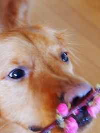 Close-up portrait of dog