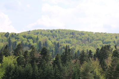 High angle view of trees and plants against sky