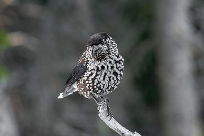 Close-up of bird perching on branch