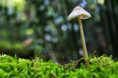 Close-up of mushroom growing in forest