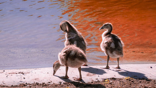 Ducks on a lake