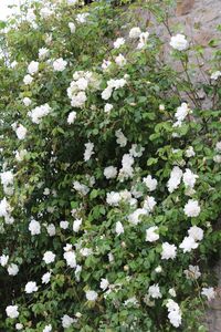 White flowers blooming in spring