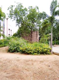 Trees and plants growing on field by building