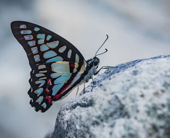 Close-up of butterfly on rock