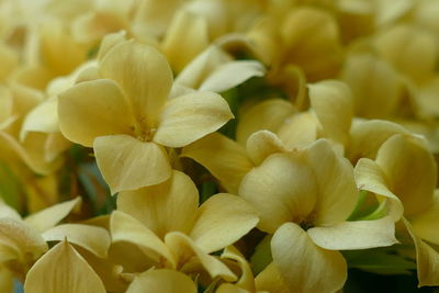 Close-up of yellow flowering plant