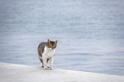 Cat looking away while standing on sea shore