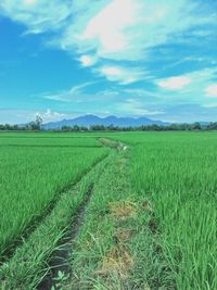 Scenic view of field against cloudy sky