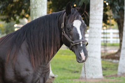 Black stallion horse portrait  looking at the camera 