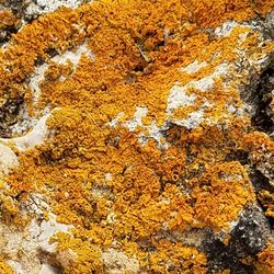 Full frame shot of lichen on rock