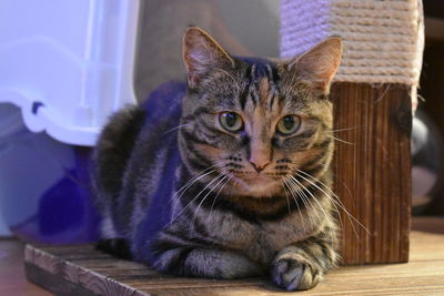 Portrait of cat relaxing at home