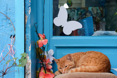 View of a cat looking away