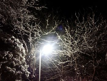 Low angle view of illuminated tree at night