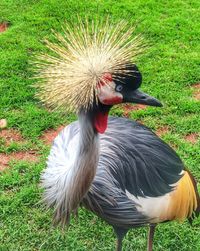 Close-up of bird on field