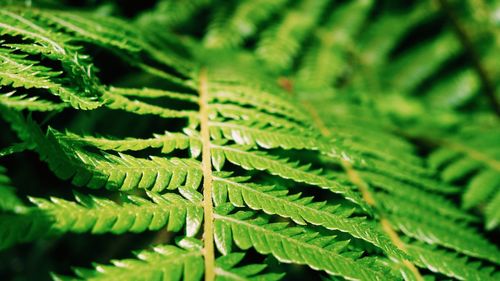 Full frame shot of fern