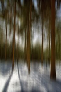 Blurred motion of bamboo trees in forest