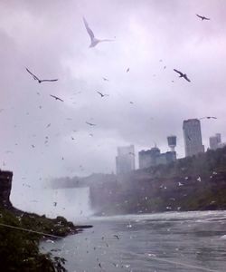 Flock of birds flying over sea in city